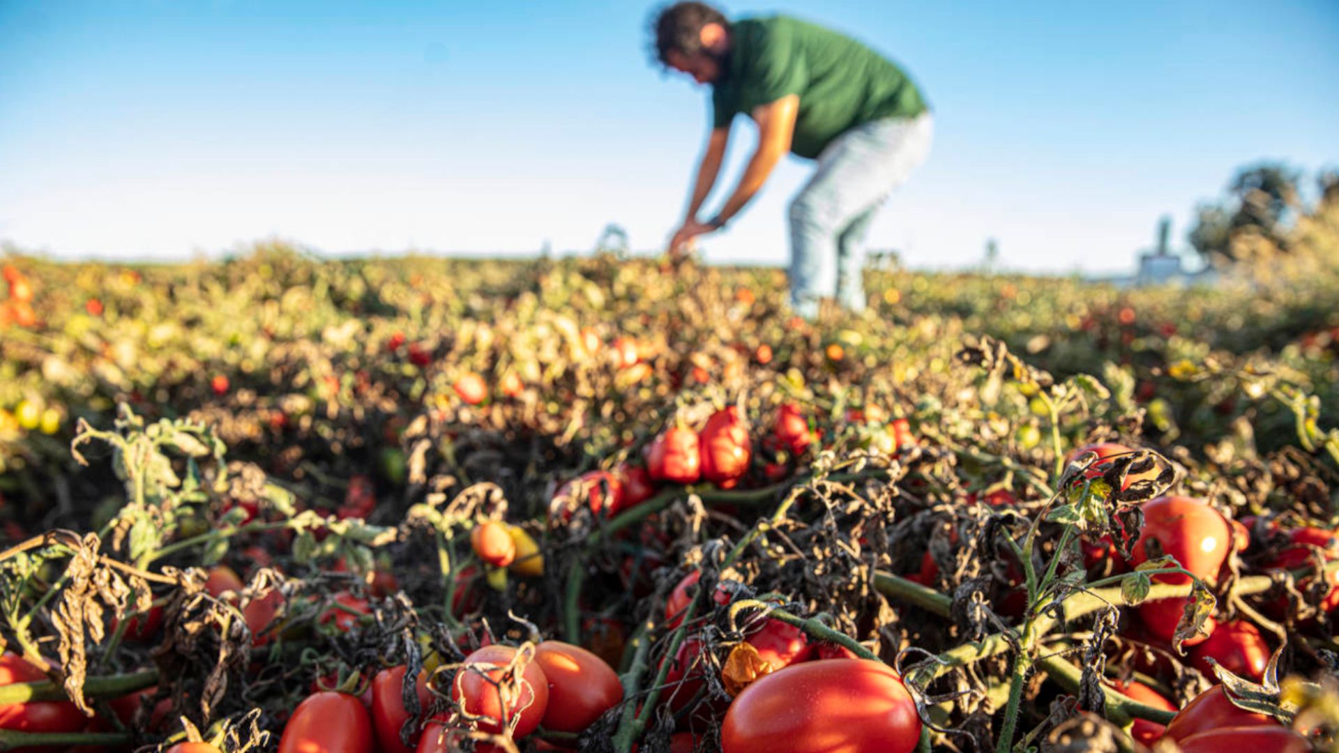 Regenerative agriculture at Agraz tomato crop and farmer