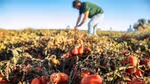 Regenerative agriculture at Agraz tomato crop and farmer